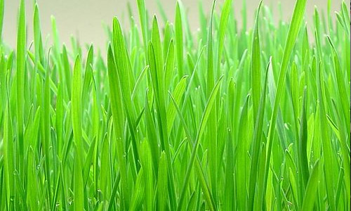 image de l herbe