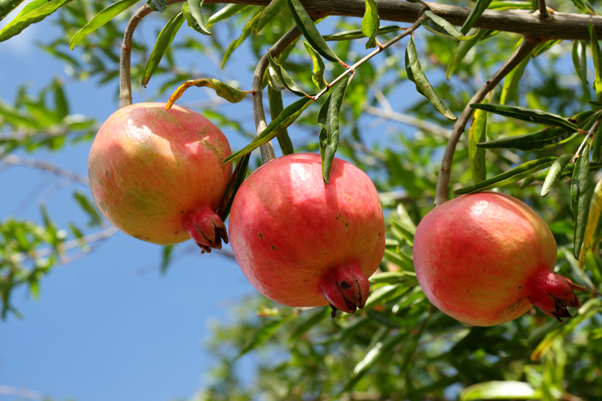 fruits - LES FRUITS COMMENÇANT PAR G Jus-de-grenade-bienfaits-santé-2